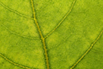 40 texturas de la naturaleza para tus diseños 