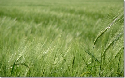 fields-of-peace