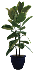 planta thumb 70 Plantas y macetas en PSD