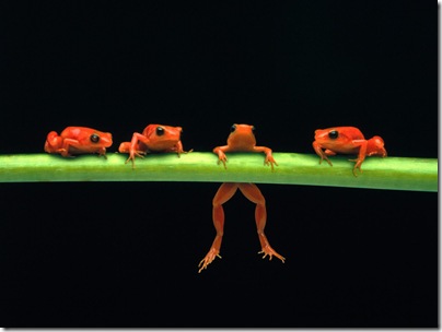 fondo-ranas