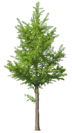 arbol