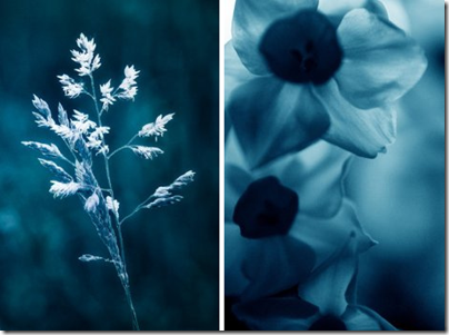monotone-blue