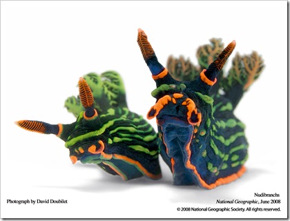JuneNudibranchs08-03-1280