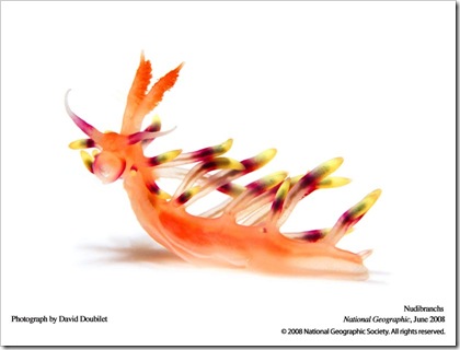 JuneNudibranchs08-06-800