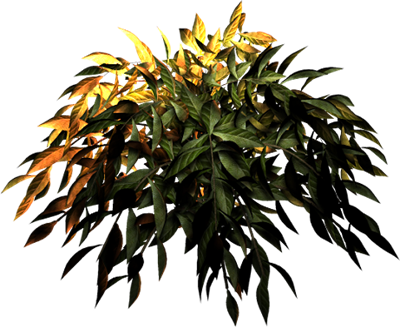 planta2