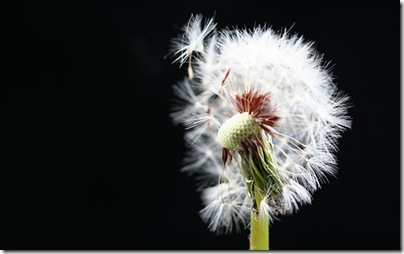 fondo-flor