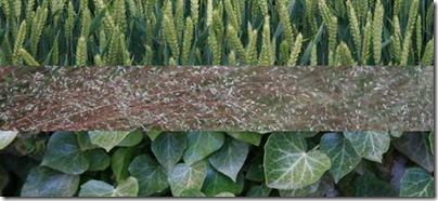 texture pack 15 preview thumb Colecci&oacute;n de texturas en alta resoluci&oacute;n sobre naturaleza