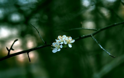 fondos-pantalla-primavera-11