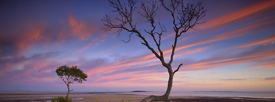 arbol arbol