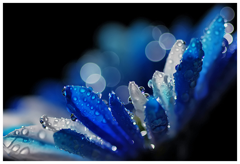 macro-flor macro flor 35 ejemplos impresionantes de macro fotografÃa