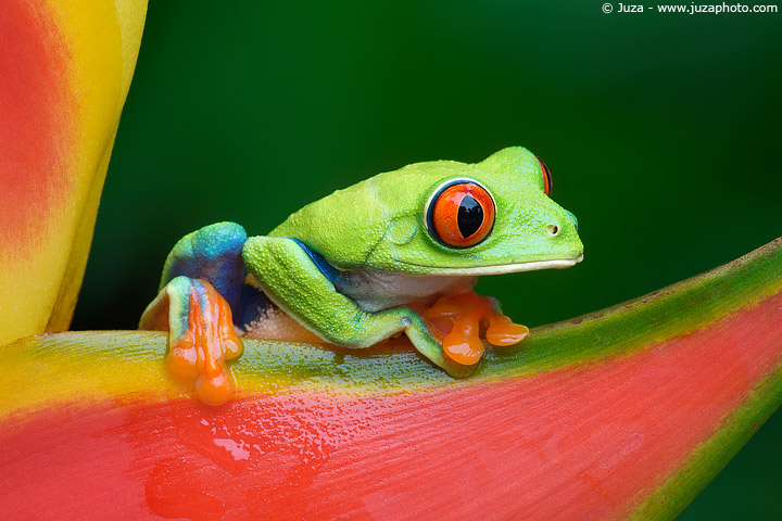 macro-rana macro rana 35 ejemplos impresionantes de macro fotografÃa