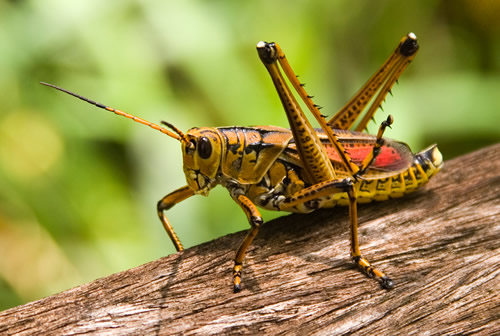 foto-macro foto-macro